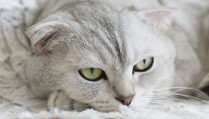 LoL Worlds 直播-篮球世界杯夺冠赔率 美国高居首位 中国并列垫底